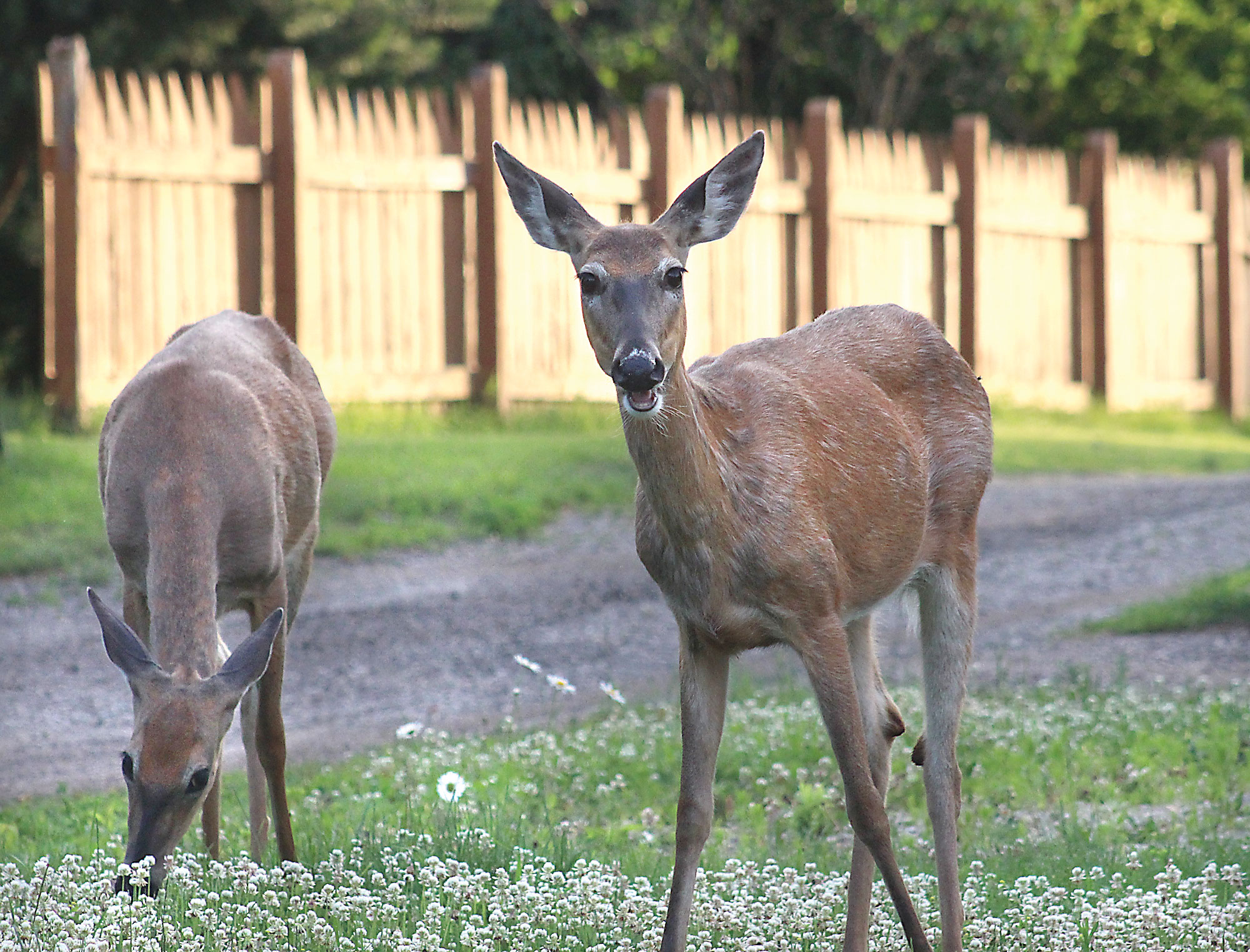 State bans deer feeding in CWD area News, Sports, Jobs The Daily news
